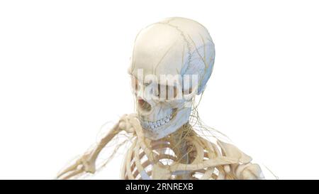 Menschlicher Schädel und Nerven, Illustration Stockfoto