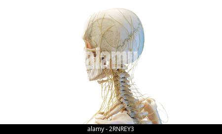 Menschlicher Schädel und Nerven, Illustration Stockfoto