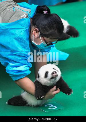 (171001) -- PEKING, 1. Oktober 2017 -- Foto aufgenommen am 29. September 2017 zeigt ein riesiges Pandabad und seinen Halter in der Chengdu Research Base of Giant Panda Breeding in Chengdu, der Hauptstadt der südwestlichen chinesischen Provinz Sichuan. ) XINHUA FOTO WÖCHENTLICHE AUSWAHL XuexYubin PUBLICATIONxNOTxINxCHN Stockfoto