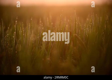 171007 YANGZHOU 7 Oktober 2017 Foto aufgenommen am 7 Oktober 2017 zeigt Tautropfen auf Reisblättern in Huaisi Township Yangzhou Stadt Ost Chinas Jiangsu Provinz Cold Dew die 17 Sonnenzeit des Jahres fällt auf Sonntag dieses Jahr wyo Jiangsu CHINA PUBLICATIONxxNOTxINxCHN XxjpbeE000346 20171007 TPPFN0ongAx001 Copyright Stockfoto