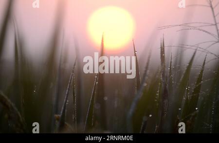 171007 YANGZHOU 7 Oktober 2017 Foto aufgenommen am 7 Oktober 2017 zeigt Tautropfen auf Reisblättern in Huaisi Township Yangzhou Stadt Ost Chinas Jiangsu Provinz Cold Dew die 17 Sonnenzeit des Jahres fällt auf Sonntag dieses Jahr wyo Jiangsu CHINA PUBLICATIONxxNOTxINxCHN XxjpbeE000342 20171007 TPPFN0ongAx001 Copyright Stockfoto