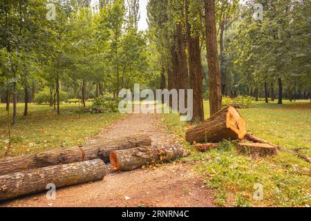 Den Baum auf dem Weg im Park abschneiden. Baumstamm mit Jahresringen in Parkland. Ökosystemkonzept. Baumstumpf im Wald. Entwaldungskonzept. Stockfoto