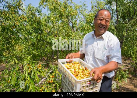 (171011) -- BINZHOU, 11. Oktober 2017 -- Farmer Wang Chunmin vermittelt Jujubes auf dem Feld im Bezirk Zhanhua der Stadt Binzhou, ostchinesische Provinz Shandong, 29. September 2017. Viele Teile Chinas sind in diesem Herbst in die Erntezeit eingetreten. ) (Ry) CHINA-HERBSTERNTE (CN) ZhaoxBing PUBLICATIONxNOTxINxCHN Stockfoto