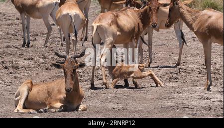 Hartebeest, Alcelaphus buselaphus, Herde in Savanna, Jungtiersuckling, Nairobi Park in Kenia Stockfoto