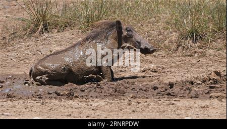 Warzenschwein, phacochoerus aethiopicus, Erwachsener mit Schlammbad, Nairobi Park in Kenia Stockfoto