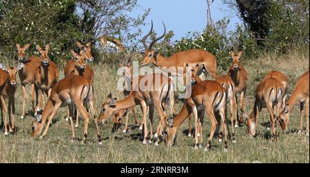 Impala, aepyceros melampus, Männchen und Weibchen, Masai Mara Park in Kenia Stockfoto