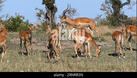 Impala, aepyceros melampus, Männchen und Weibchen, Masai Mara Park in Kenia Stockfoto