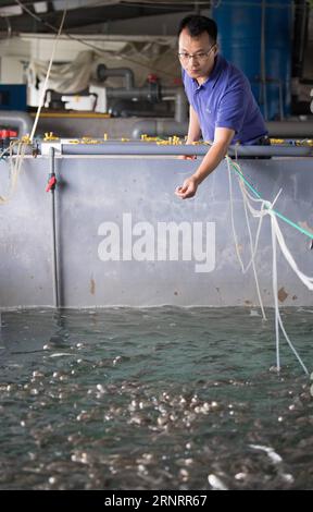 (171013) -- ZHOUSHAN, 13. Oktober 2017 -- Ein arbeitendes Personal ernährt die Fischfrites großer gelber Croaker am Fischereiforschungsinstitut in der Stadt Zhoushan, ostchinesische Provinz Zhejiang, 12. Oktober 2017. Die Fischwirtschaft in Zhoushan hat sich in den letzten Jahren stabil entwickelt. Das Pro-Kopf-Einkommen der lokalen Fischer in Zhoushan erreichte 10.630 Yuan (1.615 US-Dollar) in der ersten Jahreshälfte, ein Anstieg von 8,1 Prozent im Vergleich zum Vorjahr. ) (Ry) CHINA-ZHEJIANG-ZHOUSHAN-FISHING (CN) WengxXinyang PUBLICATIONxNOTxINxCHN Stockfoto