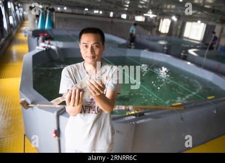 (171013) -- ZHOUSHAN, 13. Oktober 2017 -- Ein arbeitendes Personal zeigt den schwarzen Seabass, der in recyceltem Wasser am Fischereiforschungsinstitut in der Stadt Zhoushan, ostchinesische Provinz Zhejiang, 12. Oktober 2017 aufgezogen wurde. Die Fischwirtschaft in Zhoushan hat sich in den letzten Jahren stabil entwickelt. Das Pro-Kopf-Einkommen der lokalen Fischer in Zhoushan erreichte 10.630 Yuan (1.615 US-Dollar) in der ersten Jahreshälfte, ein Anstieg von 8,1 Prozent im Vergleich zum Vorjahr. ) (Ry) CHINA-ZHEJIANG-ZHOUSHAN-FISHING (CN) WengxXinyang PUBLICATIONxNOTxINxCHN Stockfoto