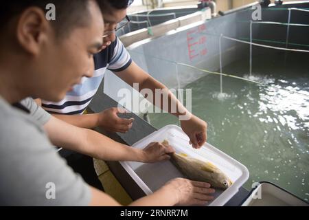 (171013) -- ZHOUSHAN, 13. Oktober 2017 -- Working Staff Investigate the Growth Situation of a large yellow Croaker at the Fisheries Research Institute in Zhoushan City, East China s Zhejiang Province, 12. Oktober 2017. Die Fischwirtschaft in Zhoushan hat sich in den letzten Jahren stabil entwickelt. Das Pro-Kopf-Einkommen der lokalen Fischer in Zhoushan erreichte 10.630 Yuan (1.615 US-Dollar) in der ersten Jahreshälfte, ein Anstieg von 8,1 Prozent im Vergleich zum Vorjahr. ) (Ry) CHINA-ZHEJIANG-ZHOUSHAN-FISHING (CN) WengxXinyang PUBLICATIONxNOTxINxCHN Stockfoto