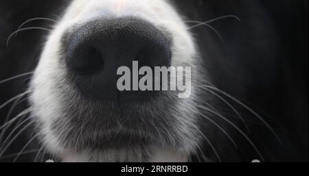 Border Collie Dog, Porträt eines Mannes, Nahaufnahme der Nase Stockfoto