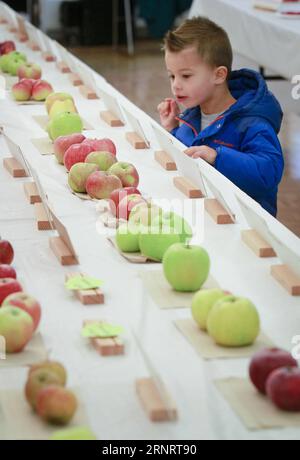 (171015) -- VANCOUVER, 15. Oktober 2017 -- Ein Kind betrachtet Äpfel während des 26. Apple Festivals im botanischen Garten der University of British Columbia in Vancouver, Kanada, 14. Oktober 2017. ) (zcc) CANADA-VANCOUVER-APPLE FESTIVAL LiangxSen PUBLICATIONxNOTxINxCHN Stockfoto