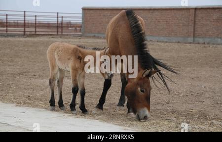 (171020) -- CHANGJI, 20. Oktober 2017 -- weibliches Przewalski-Pferd das kleine schwarze Mädchen (L) steht mit ihrer Mutter in einem Wildpferdezuchtzentrum in der autonomen Region Xinjiang Uygur im Nordwesten Chinas, 19. Oktober 2017. Zwei Fohlen des seltenen Przewalski-Pferdes wurden hier Anfang Oktober geboren, was die Gesamtzahl der einst ausgestorbenen Wildpferde auf 379 in der Region brachte. Przewalskis Pferde lebten in der Vergangenheit auf Grasland, das heute Teil der chinesischen Autonomen Region Xinjiang Uygur und der Mongolei ist. Derzeit gibt es rund 2.000 Przewalski-Pferde auf der Welt, sogar weniger als die Anzahl der Riesenpfannen Stockfoto