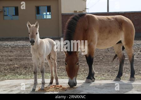 (171020) -- CHANGJI, 20. Oktober 2017 -- das Pferd Schneewittchen (L) von Przewalski steht mit ihrer Mutter in einem Wildpferdezuchtzentrum in der autonomen Region Xinjiang Uygur im Nordwesten Chinas, 19. Oktober 2017. Zwei Fohlen des seltenen Przewalski-Pferdes wurden hier Anfang Oktober geboren, was die Gesamtzahl der einst ausgestorbenen Wildpferde auf 379 in der Region brachte. Przewalskis Pferde lebten in der Vergangenheit auf Grasland, das heute Teil der chinesischen Autonomen Region Xinjiang Uygur und der Mongolei ist. Derzeit gibt es rund 2.000 Przewalski-Pferde auf der Welt, sogar weniger als die Anzahl der Riesenpandas. (wf) C Stockfoto