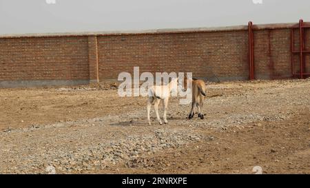 (171020) -- CHANGJI, 20. Oktober 2017 -- weibliches Przewalski-Pferd das kleine schwarze Mädchen (R) spielt mit Schneewittchen (L) in einem Wildpferdezuchtzentrum in der autonomen Region Xinjiang Uygur im Nordwesten Chinas, 19. Oktober 2017. Zwei Fohlen des seltenen Przewalski-Pferdes wurden hier Anfang Oktober geboren, was die Gesamtzahl der einst ausgestorbenen Wildpferde auf 379 in der Region brachte. Przewalskis Pferde lebten in der Vergangenheit auf Grasland, das heute Teil der chinesischen Autonomen Region Xinjiang Uygur und der Mongolei ist. Derzeit gibt es rund 2.000 Przewalski-Pferde auf der Welt, sogar weniger als die Anzahl der Riesen Stockfoto