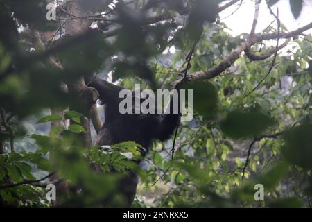 (171020) -- NYUNGWE-NATIONALPARK (RUANDA), 20. Oktober 2017 -- Ein Schimpanse wird am 20. Oktober 2017 auf einem Baum im Nyungwe-Nationalpark in Ruanda gesehen. Der Nyungwe-Nationalpark mit Afrikas größtem geschützten Bergregenwald beherbergt 13 Primatenarten und ist die Heimat der vielfältigsten Primatenpopulation Ostafrikas, so das Rwanda Development Board. ) RUANDA-NYUNGWE-NATIONALPARK-PRIMATEN LyuxTianran PUBLICATIONxNOTxINxCHN Stockfoto