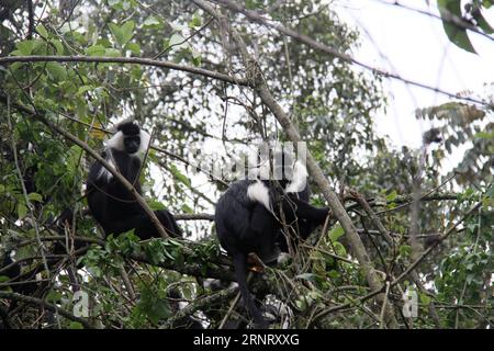 (171020) -- NYUNGWE NATIONAL PARK (RUANDA), 20. Oktober 2017 -- angolanische Colobus-Affen werden am 20. Oktober 2017 auf einem Baum im Nyungwe National Park in Ruanda gesehen. Der Nyungwe-Nationalpark mit Afrikas größtem geschützten Bergregenwald beherbergt 13 Primatenarten und ist die Heimat der vielfältigsten Primatenpopulation Ostafrikas, so das Rwanda Development Board. ) RUANDA-NYUNGWE-NATIONALPARK-PRIMATEN LyuxTianran PUBLICATIONxNOTxINxCHN Stockfoto