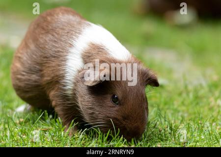 Hausschweinchen (Cavia porcellus), glatthaariges Meerschweinchen, braun-weiß, frisst Gras auf einer grünen Wiese, gefangengenommen, Deutschland Stockfoto