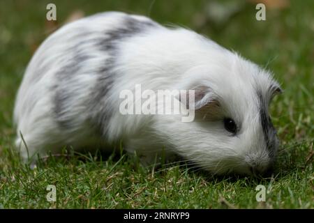 Hausschweinchen (Cavia porcellus), glatthaariges Meerschweinchen, weiß-grau, frisst Gras auf einer grünen Wiese, gefangengenommen, Deutschland Stockfoto