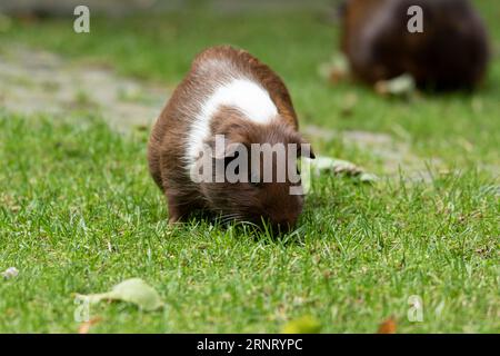 Hausschweinchen (Cavia porcellus), glatthaariges Meerschweinchen, braun-weiß, frisst Gras auf einer grünen Wiese, gefangengenommen, Deutschland Stockfoto