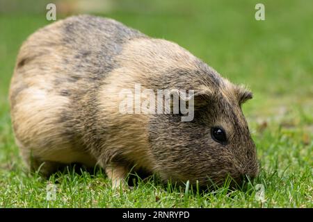 Hausschweinchen (Cavia porcellus), glatthaariges Meerschweinchen (Agouti), Gras fressend auf einer grünen Wiese, Gefangener, Deutschland Stockfoto