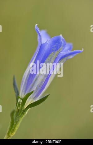 Marsh Enzian (Gentiana pneumonanthe), Emsland, Niedersachsen, Deutschland Stockfoto