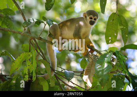 Männlicher Guianan-Eichhörnchenaffen oder gewöhnlicher Eichhörnchenaffen (Saimiri sciureus) in einem Baum, Amazonien, Brasilien Stockfoto