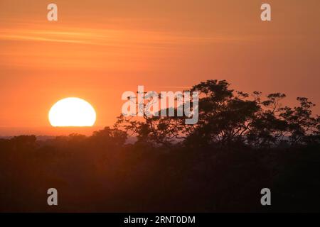 Sonnenaufgang über dem Adolpho Ducke Forest Reserve, Manaus, Amazonia State, Brasilien Stockfoto