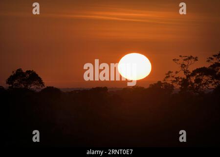 Sonnenaufgang über dem Adolpho Ducke Forest Reserve, Manaus, Amazonia State, Brasilien Stockfoto