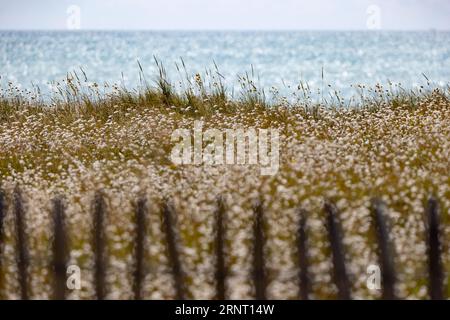 Strand. Meer, Dünenlandschaft mit blühenden Gräsern und dem für die Region typischen hölzernen Zaunpfahl, Portbail, Ärmelkanal, Cotentin, Manche Stockfoto