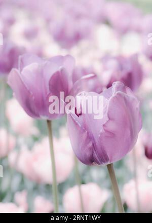 Opiummohn (Papaver somniferum), blassrosa und violett, vertikal mit zwei großen Blüten und Stielen, die durch das Bild im verlaufen Stockfoto