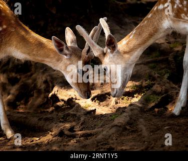 Damhirsche (Dama dama), zwei junge Tiere im Sonnenlicht, Köpfe nahe beieinander, auf Wurzeln und Erde stehend, Ruhrgebiet, Deutschland Stockfoto