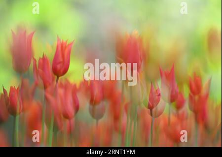 Orphanides Tulpen (Tulipa orphanidea) in rot, Mehrfachbelichtung mit grün-gelbem verschwommenem Hintergrund, Dortmund, Deutschland Stockfoto