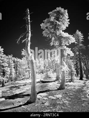 Tote Schlinge und Wald auf dem Weg zum Sierra Buttes Lookout im Sierra County, Kalifornien. Dieser Ort befindet sich ganz in der Nähe der Kreuzung, an der sich der berühmte Paci befindet Stockfoto