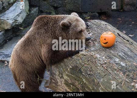 Themen der Woche Bilder des Tages 171028 -- ZAGREB, 28. Oktober 2017 -- Ein Bär betrachtet einen Kürbis während der Halloween-Feierlichkeiten in einem Zoo in Zagreb, Kroatien, am 28. Oktober 2017. KROATIEN-ZAGREB-ZOO-HALLOWEEN-FEIERN DavorxPuklavec PUBLICATIONxNOTxINxCHN Stockfoto