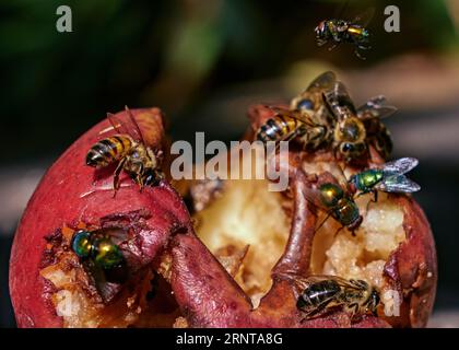 Bienen und Fliegen fressen eine reife, verfaulte Birne. Nahaufnahme, Natur. Stockfoto