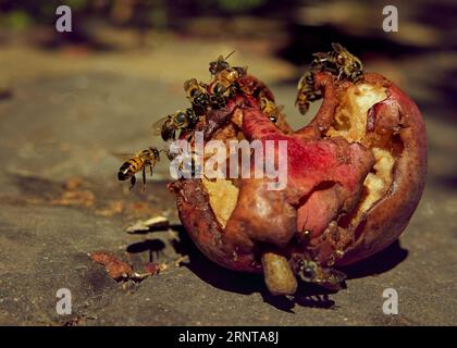 Bienen und Fliegen fressen eine reife, verfaulte Birne. Insekt, Nahaufnahme. Stockfoto