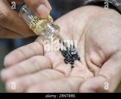 (171105) -- SANMING, 5. November 2017 -- ein Archäologe zeigt karbonisierte Reiskörner in den Nanshan-Ruinen, südöstliche chinesische Provinz Fujian, 5. November 2017. Chinesische Archäologen haben eine große Menge an karbonisierten Reiskörnern in Höhlen aus der New Stone Age gefunden, was die konventionelle Ansicht, dass Höhlenbewohner ausschließlich Jäger waren und kein Land für Nahrung anbauten, in Frage stellte. ) (Zkr) CHINA-FUJIAN-ARCHAEOLOGY(CN) LixHe PUBLICATIONxNOTxINxCHN Stockfoto