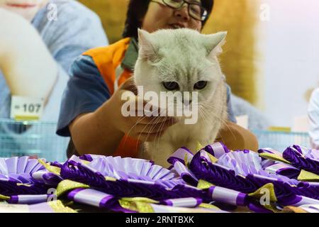 (171105) -- TAIPEI, 5. November 2017 -- Ein Besucher zeigt eine Katze während einer Tiermesse im Nangang Exhibition Center in Taipei, Taiwan im Südosten Chinas, 5. November 2017. Die viertägige Tiermesse dauert bis zum 6. November. )(mcg) CHINA-TAIPEI-PET FAIR (CN) ZhaoxYingquan PUBLICATIONxNOTxINxCHN Stockfoto