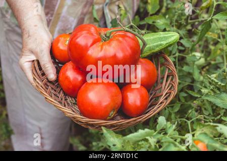 Ältere Frauenhände zeigen frisch gepflückte Tomaten und Gurken aus dem Garten. Bio-Gartenbau Stockfoto