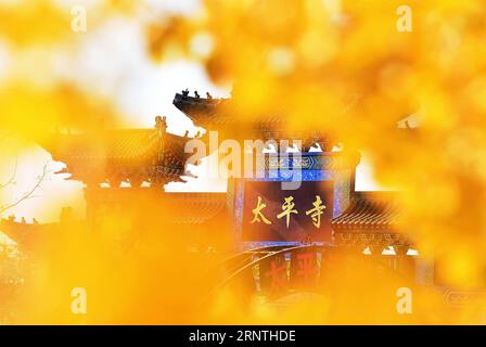 (171110) -- QINGDAO, 10. November 2017 -- Foto aufgenommen am 10. November 2017 zeigt Blätter eines Gingko-Baums im Taiping-Tempel in der Stadt Jiaozhou, ostchinesische Provinz Shandong. Zwei Gingko-Bäume von über 1.300 Jahren werden im Inneren des Tempels gepflanzt. ) (mp) CHINA-SHANDONG-GINGKO TREES (CN) WangxZhaomai PUBLICATIONxNOTxINxCHN Stockfoto