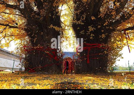 (171110) -- QINGDAO, 10. November 2017 -- Touristen schauen sich zwei alte Gingko-Bäume im Taiping-Tempel in der Stadt Jiaozhou, Ostchinesische Provinz Shandong, 10. November 2017 an. Zwei Gingko-Bäume von über 1.300 Jahren werden im Inneren des Tempels gepflanzt. ) (mp) CHINA-SHANDONG-GINGKO TREES (CN) WangxZhaomai PUBLICATIONxNOTxINxCHN Stockfoto