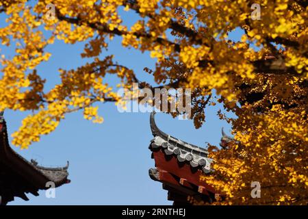 (171110) -- QINGDAO, 10. November 2017 -- Foto aufgenommen am 10. November 2017 zeigt Blätter eines Gingko-Baums im Taiping-Tempel in der Stadt Jiaozhou, ostchinesische Provinz Shandong. Zwei Gingko-Bäume von über 1.300 Jahren werden im Inneren des Tempels gepflanzt. ) (mp) CHINA-SHANDONG-GINGKO TREES (CN) WangxZhaomai PUBLICATIONxNOTxINxCHN Stockfoto