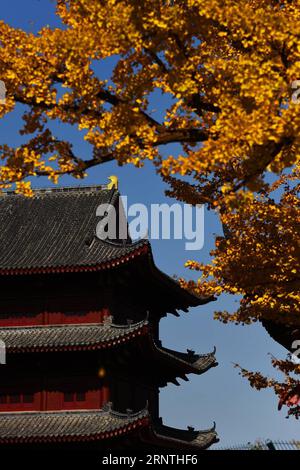 (171110) -- QINGDAO, 10. November 2017 -- Foto aufgenommen am 10. November 2017 zeigt Blätter eines Gingko-Baums im Taiping-Tempel in der Stadt Jiaozhou, ostchinesische Provinz Shandong. Zwei Gingko-Bäume von über 1.300 Jahren werden im Inneren des Tempels gepflanzt. ) (mp) CHINA-SHANDONG-GINGKO TREES (CN) WangxZhaomai PUBLICATIONxNOTxINxCHN Stockfoto