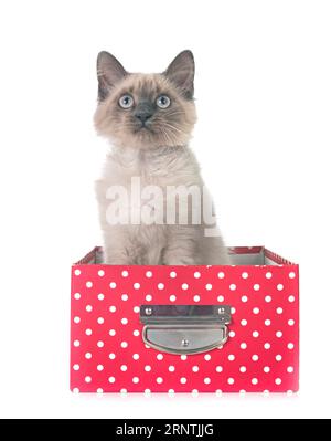 Siam kitten vor weißem Hintergrund Stockfoto