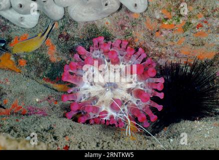 Rosafarbene Anemone (Telmatactis cricoides) mit Cleaner Shrimp (Lysmata grabhami), Tauchplatz im Meeresschutzgebiet El Cabron, Tufia Stockfoto