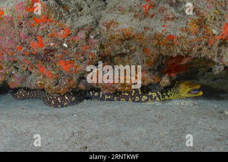 Fangtooth Moray (Enchelycore anatina), Pasito Blanco Reef Tauchplatz, Arguineguin, Gran Canaria, Spanien, Atlantischer Ozean Stockfoto