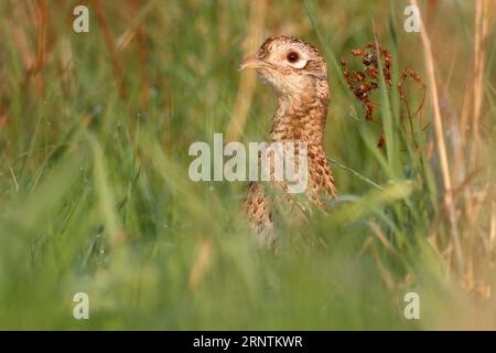 Fasan (Phasianus colchicus), Weibchen auf einer Wiese, Biosphärenreservat Mittelelbe, Dessau-Rosslau, Sachsen-Anhalt, Deutschland Stockfoto