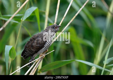 Kuckuckuck (Cuculus canorus), Jungvögel, Biosphärenreservat mittlere Elbe, Dessau-Rosslau, Sachsen-Anhalt, Deutschland Stockfoto