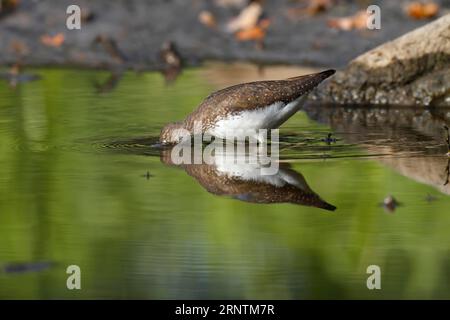 Grüner Sandpfeifer (Tringa ochropus) auf Wassersuche, Biosphärenreservat mittlere Elbe, Dessau-Rosslau, Sachsen-Anhalt, Deutschland Stockfoto